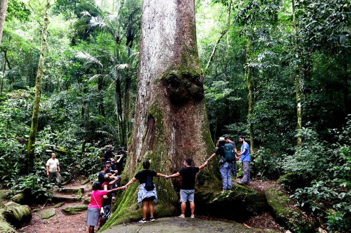 Jequitibá-rosa milenar é destaque em parque do Rio de Janeiro