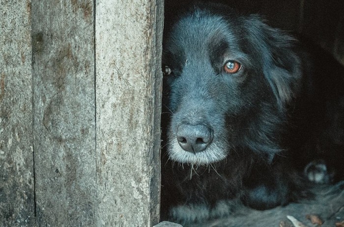 Síndicos devem denunciar maus-tratos de animais, aprova CMA