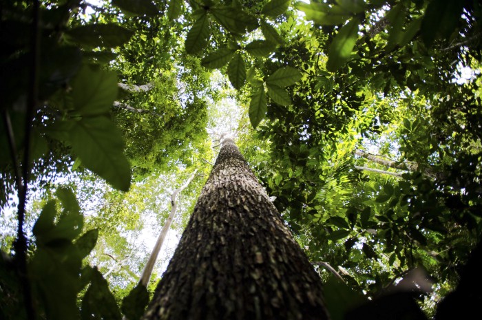Brasil e Reino Unido anunciam aportes em projeto ambiental na Amazônia