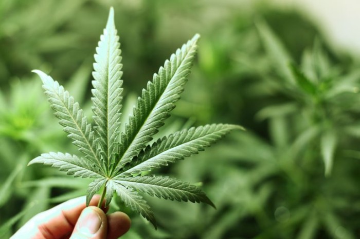 Comissão debate a regulamentação da cannabis