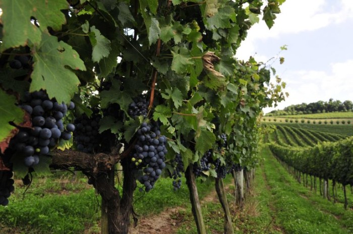 Comissão discute proposta de criação da Zona Franca da Uva e do Vinho no RS