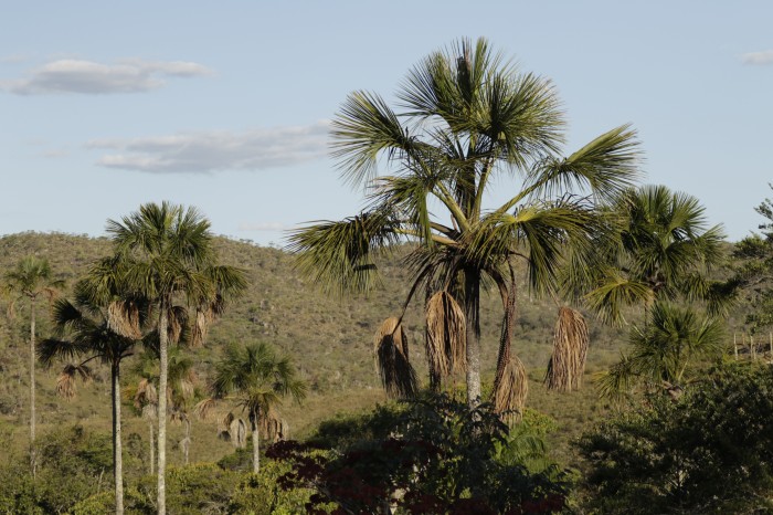 Exemplo de preservação, Quilombo Kalunga mantém nativos 83% do Cerrado