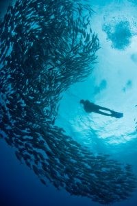 Lei concede a Arraial do Cabo (RJ) o título de Capital Nacional do Mergulho