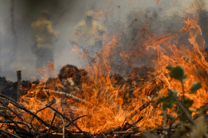 Incêndio no Pantanal tem cenário de animais em fuga e muita ventania