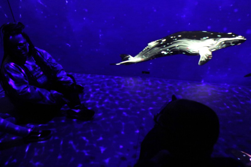 Exposição imersiva Oceano sem Fronteiras estreia no AquaRio
