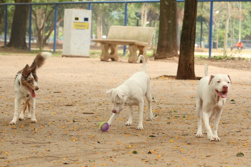 Ministério determina recolhimento de petiscos para cães