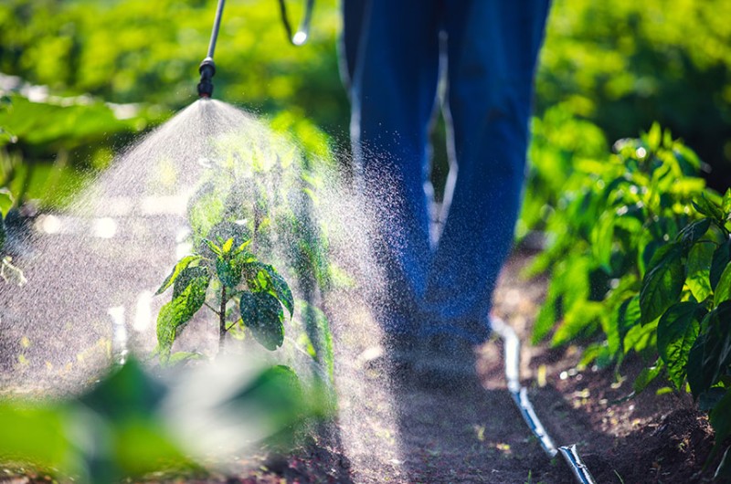 CRA vota projeto que facilita autorização de agrotóxicos