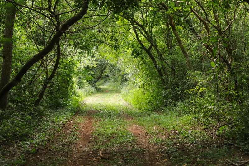 Com recuperação dos Caminhos do Peabiru, Estado vai aproveitar potencial da trilha histórica