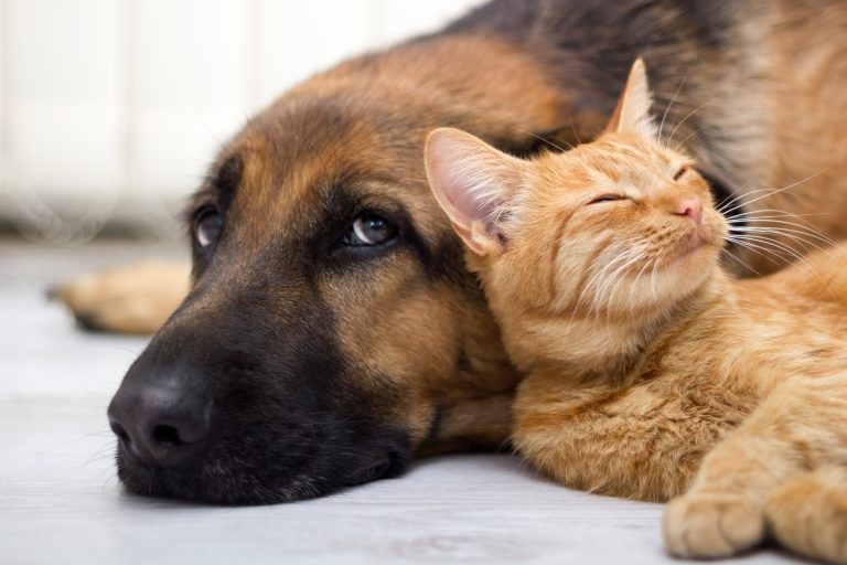 Projeto regulamenta a família multiespécie, formada por animais domésticos e seus tutores
