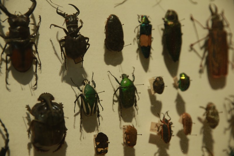 Biodiversidade de insetos no Brasil está em queda, mostra estudo